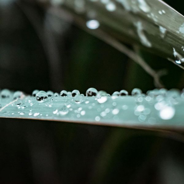Close up of a water drop on a leaf