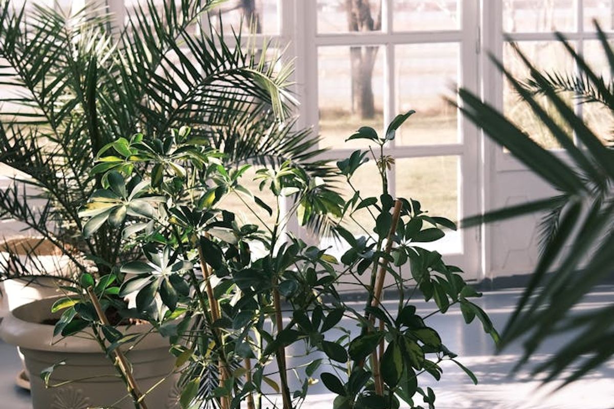 Minimalist room with a large window and green plant